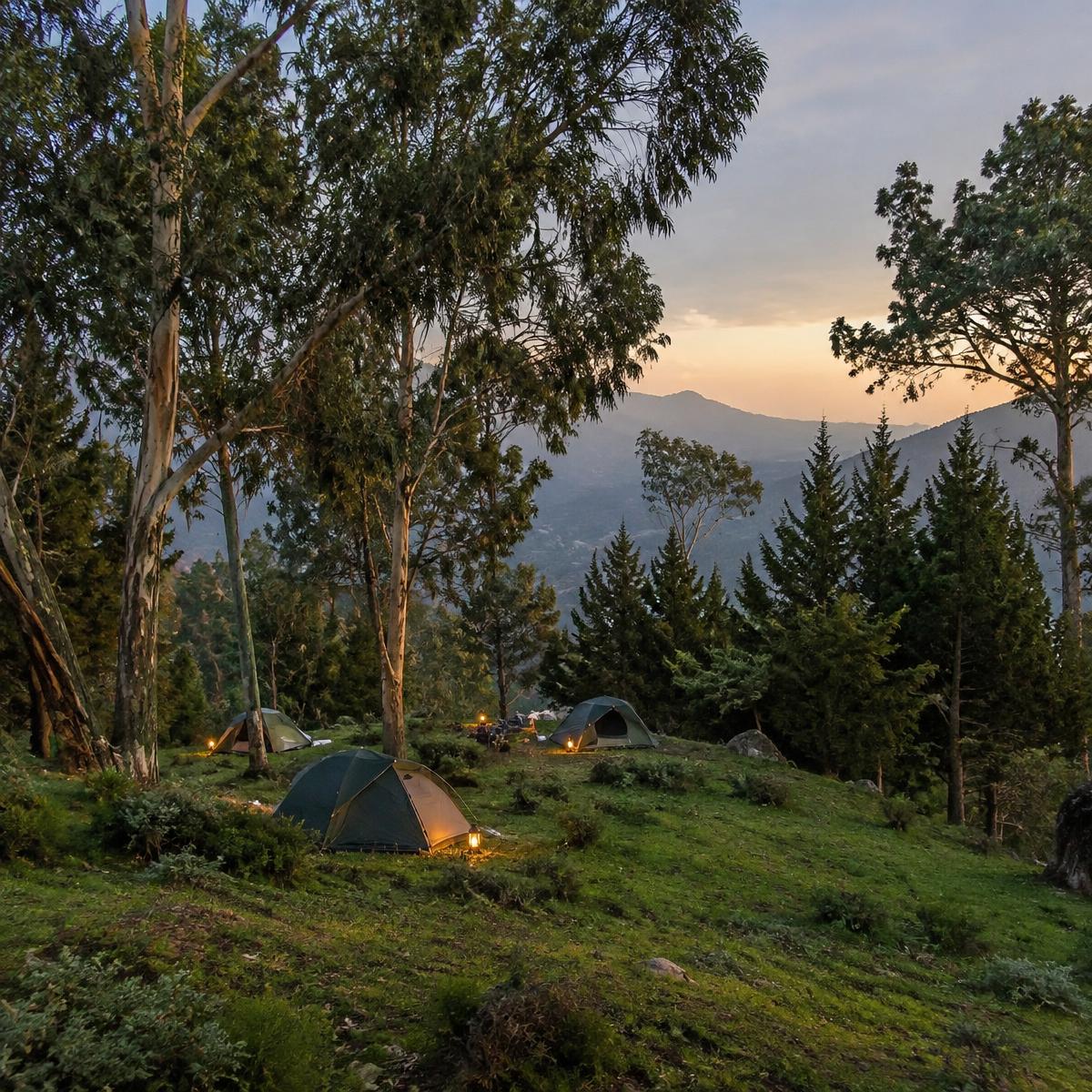 Tents beneath trees at dusk